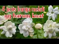 4 jenis bunga melati sambac yang harum kuat #melati #bungamelati