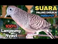 Perkutut Lokal Gacor Suara Besar Pancingan Burung Perkutut Agar Cepat Bunyi.