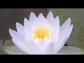 Download Lagu 10 minutes chanting Daimoku - Very Fast