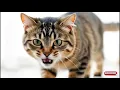 Download Lagu Effecten van pratende kattengeluiden | Ontmoetingsgeluiden van katten | Geluiden om mannelijke en...