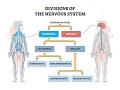 CNS central nervous system control center of the body responsible for processing information