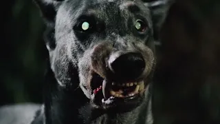 Dracula S Dog 1977 