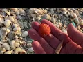 Sanibel Shelling - Shelling at High Tide with the sun setting