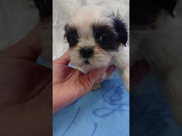 動画