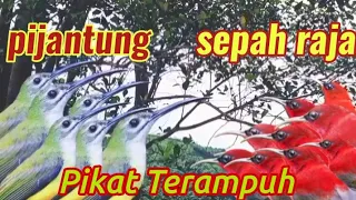 Download suara pikat burung pijantung dan sepah raja paling ampuh MP3