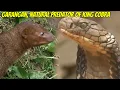 Download Lagu GARANGAN, PREDATOR ALAMI DARI KING KOBRA | TRANS7 GLOBAL