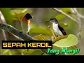Download Lagu Burung Super Aktif SEPAH KERDIL | Very Active LITTLE MINIVET | EduBird Project