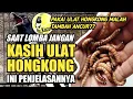 Download Lagu SETINGAN KACER SAAT LOMBA | PAKAI ULAT HONGKONG ATAU TIDAK? | DR KACER