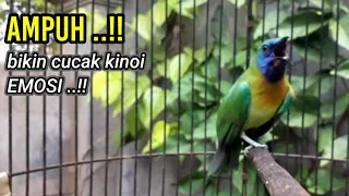 tembakan cucak kinoi gacor ampuh untuk pancingan