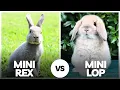 Mini Rex vs Mini Lop Which Bunny Is Easier to Care For