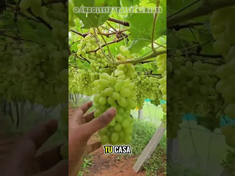 Me llaman loca por enseñar hidroponía gratis… pero nadie conoce el verdadero motivo 🌱
