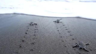 The STRUGGLE of a Baby TURTLE 🐢😨 THE HARDEST life of all (Expedition Drenched S1 Ep.86)