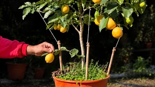 No Podes tu Limonero: Haz Esto con las Ramas para que Produzca Más Flores y Limones