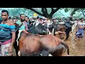 Download Lagu 19/8/25/ধামাকা অফারে বিক্রয় হচ্ছে ফ্রিজিয়ান গাভী গরুর  ফুল নয় মাসের প্রেগন্যান্ট গাভীর দাম জানুন।