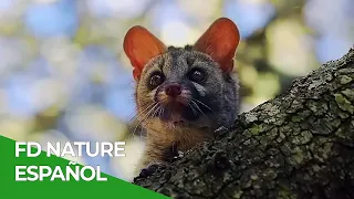 Animales en España -  Todos los Episodios Parte 2 | Free Documentary Nature - Español
