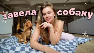 мой первый день с щенком!
