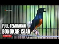 Lagu MURAI BATU GACOR FULL ISIAN TEMBAKAN MEWAH SANGAT AMPUH MEMANCING MURAI BATU BONGKAR ISIAN