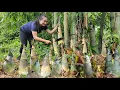 Download Lagu Harvest giant bamboo shoots on the mountain, how to peel \u0026 boil bamboo shoots take to market to sell