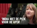 Alle chimpansees weg uit Artis? Esmay start petitie tégen vertrek