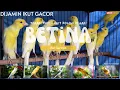 Download Lagu PANCINGAN Kenari BETINA Cuit Cuit Kenari Scoth Fancy dan Gacoran | Dijamin Kenari Lain Ikut Gacor.