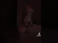 funny uncanny donkey shrek meme