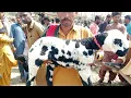 Download Lagu ،03053026990, Raja Pa, Bakra mandi peer wale din judo shaharkistani