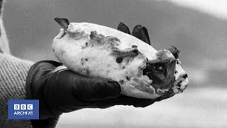 1972: The History of the Cornish Pasty | Nationwide | BBC Archive