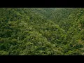 Borneo Rainforest Dawn Soundscape | Relaxing Nature Ambiance | With Birds and Rain