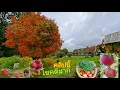 Download Lagu เก็บแอปเปิ้ลผักเคลไปฝากน้องสาวคนไทย/ในบรรยากาศบ้านสวนสวีเดนสุดฟิน(คลิปนี้คือโชคดีมาก ??)