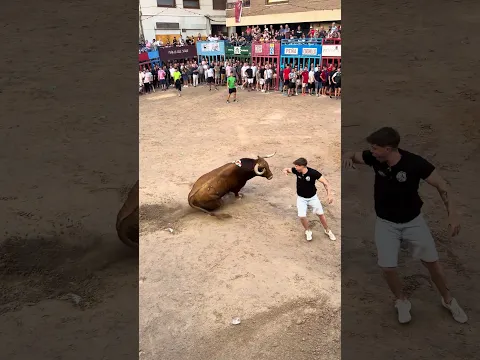 ¡Espectacular toro cerril en l'Alcora! #bull #toros