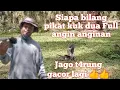 Download Lagu Ada Yang Bilang Pikat Kuk Dua Full Angin Anginan || Ini Jago T4rung Gacor Lagi👍👍