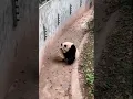 Giant Panda Yayi Baby Panda #Panda #Giant #Animal