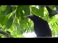 Montezuma's Oropendola call