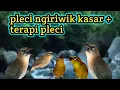 Download Lagu pleci ngiriwik kasar + terapi pleci membuat pleci bakalan cepat ngiriwik dan gacor