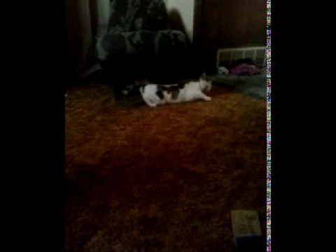 When your talking to you cat and it's inheat
