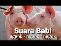 Download Lagu EFEK SUARA BABI - SUARA BABI LUCU