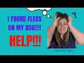 Download Lagu How to Get Rid of Fleas On A Dog (Easy and Effective)