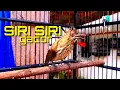 Download Lagu siri siri gacor jeda rapet cocok buat masteran