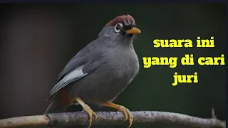 Download suara pikat poksay mandarin !! suara ini yang paling di cari cari.. MP3