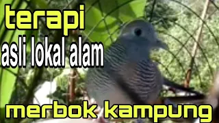 Download Merbuk Kerok Tandang Buat Terapi Perkutut lokal yang tepat untuk naikan emosi Agar Bunyi MP3