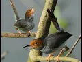 Download Lagu SUARA PIKAT PRENJAK TIR/PRENJAK KEPALA MERAH LANGSUNG KONEKSI