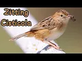 Download Lagu Breaking: Zitting Cisticola Breeds On UK Mainland For The First Time. Plus Fun Facts.