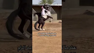 الحصان العربي الاصيل