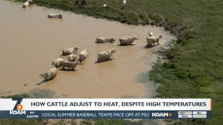 Producers Coop Dispel Misinformation about Cattle Deaths 22