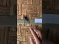 Download Lagu Guy Uses a Cicada as a Bell