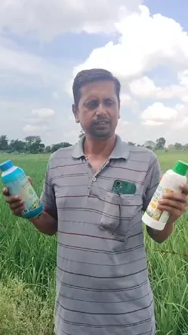 धान की चाहिए भरपूर फसल, तो सुनिए आगरा के किसान हरिकांत क्या दे रहे हैं सलाह