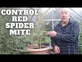Download Lagu Control Red Spider Mite [Gardening Allotment UK] [Grow Vegetables At Home ]