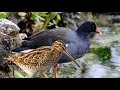 Download Lagu Mp3 Suara pikat burung Mandar batu dan Berkik