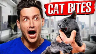 Why Cat Bites Are So Dangerous | RTC 35