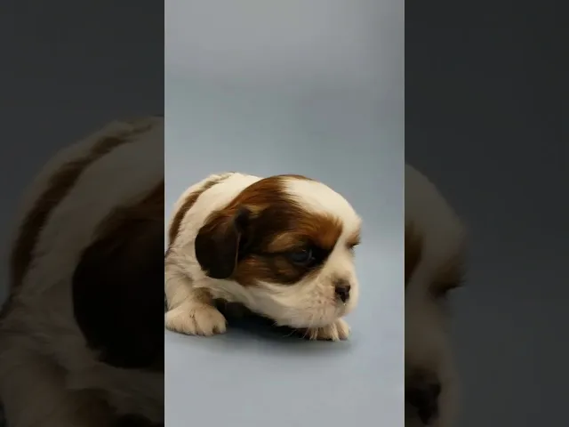 動画